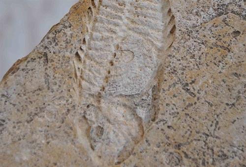 60 millon year old fish fossils found in Canada
