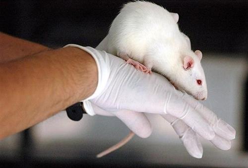 Scientists work mice brains by remote control