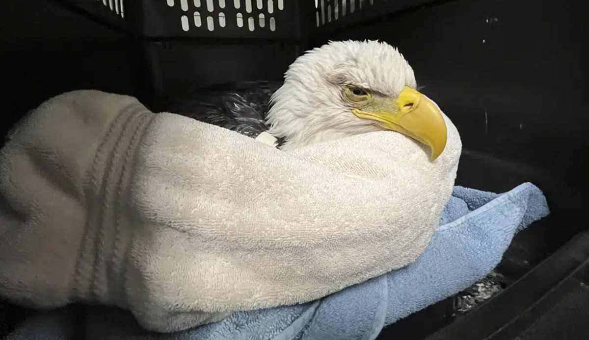 3 bald eagles die, 10 sick after eating euthanized animals