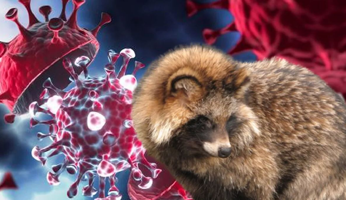 Infected animals may be the main source of the coronavirus
