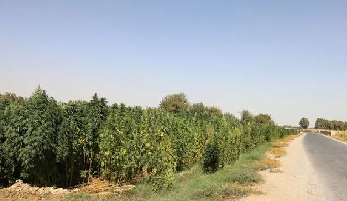 Taliban bans hemp cultivation in Afghanistan