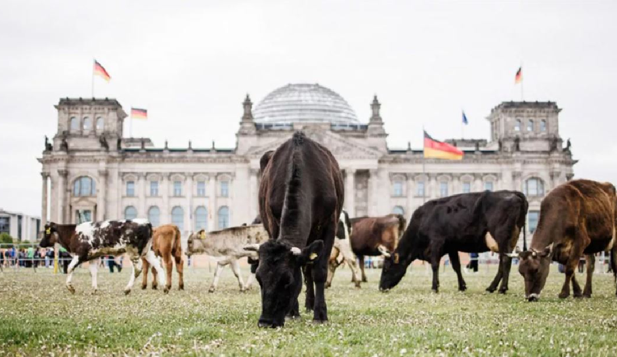 Activists graze cows in front of parliament in Germany