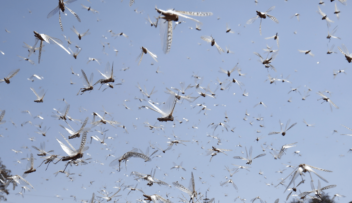 Locust infestation in Afghanistan