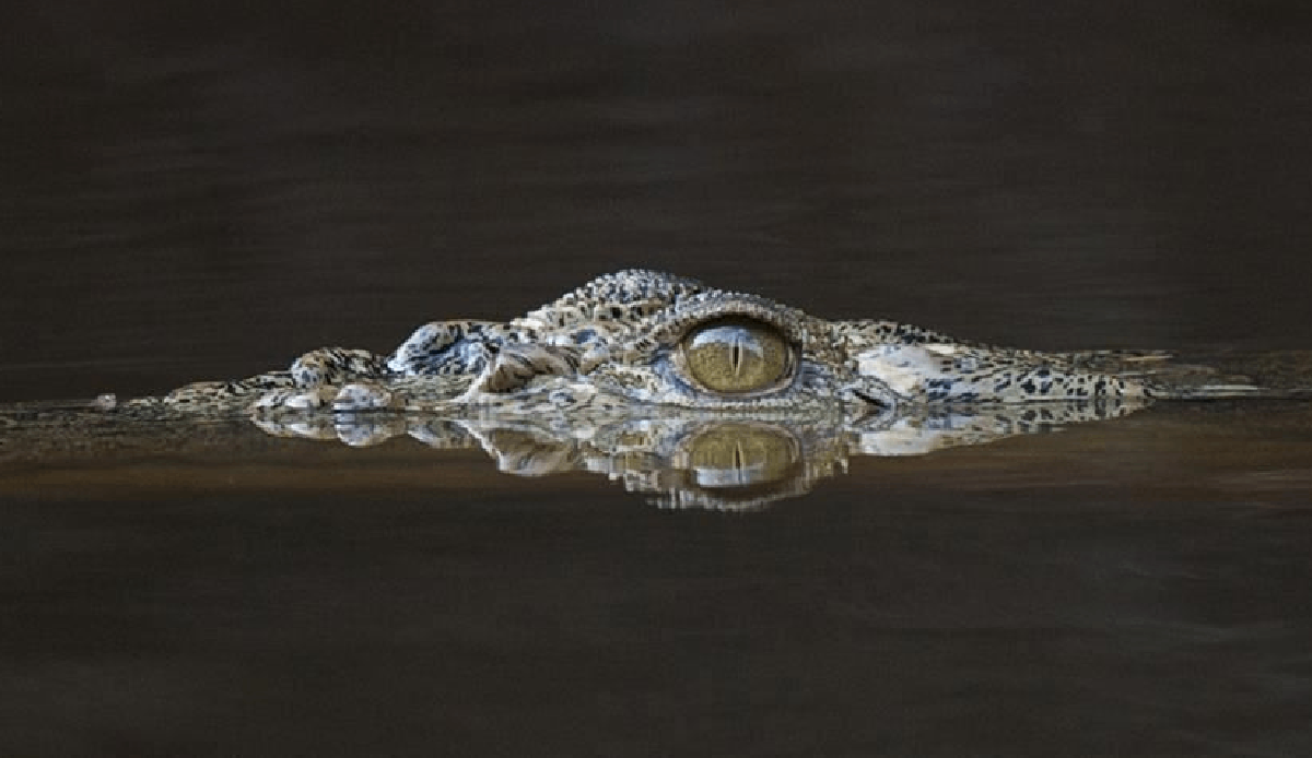 Mexican mayor kisses crocodile to seal wedding