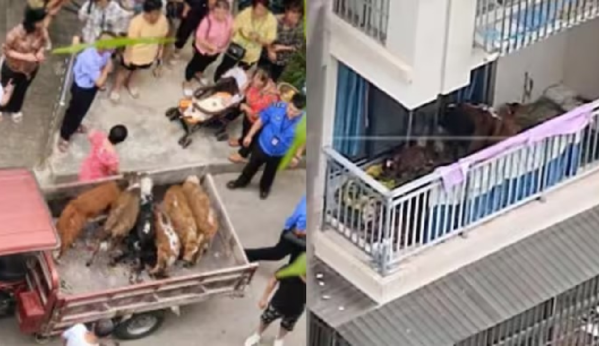 Chinese feeding cows on his balcony goes viral on the internet