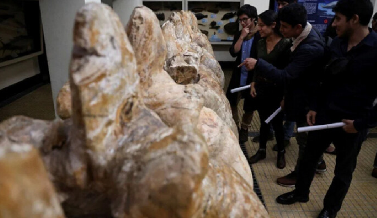 40 million-year-old fossil of heaviest animal found in Peru
