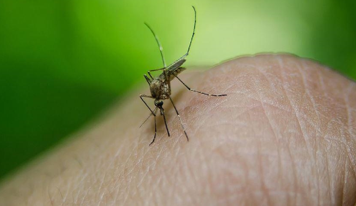 Dengue fever outbreak in Bangladesh kills 340 people