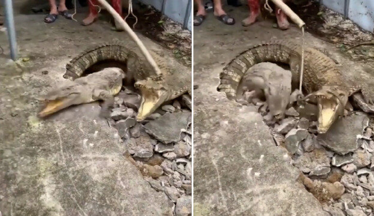 3 crocodiles under the pavement in neighborhood in India