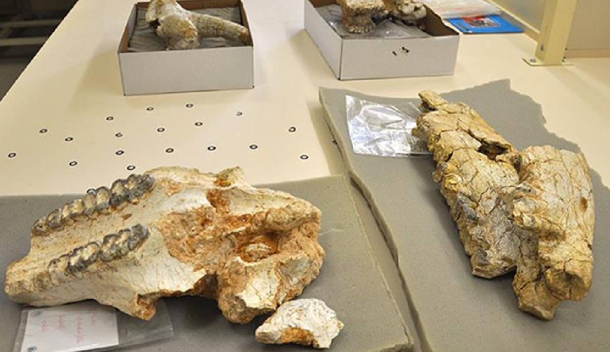 145-million-year-old dinosaur species discovered in Thailand