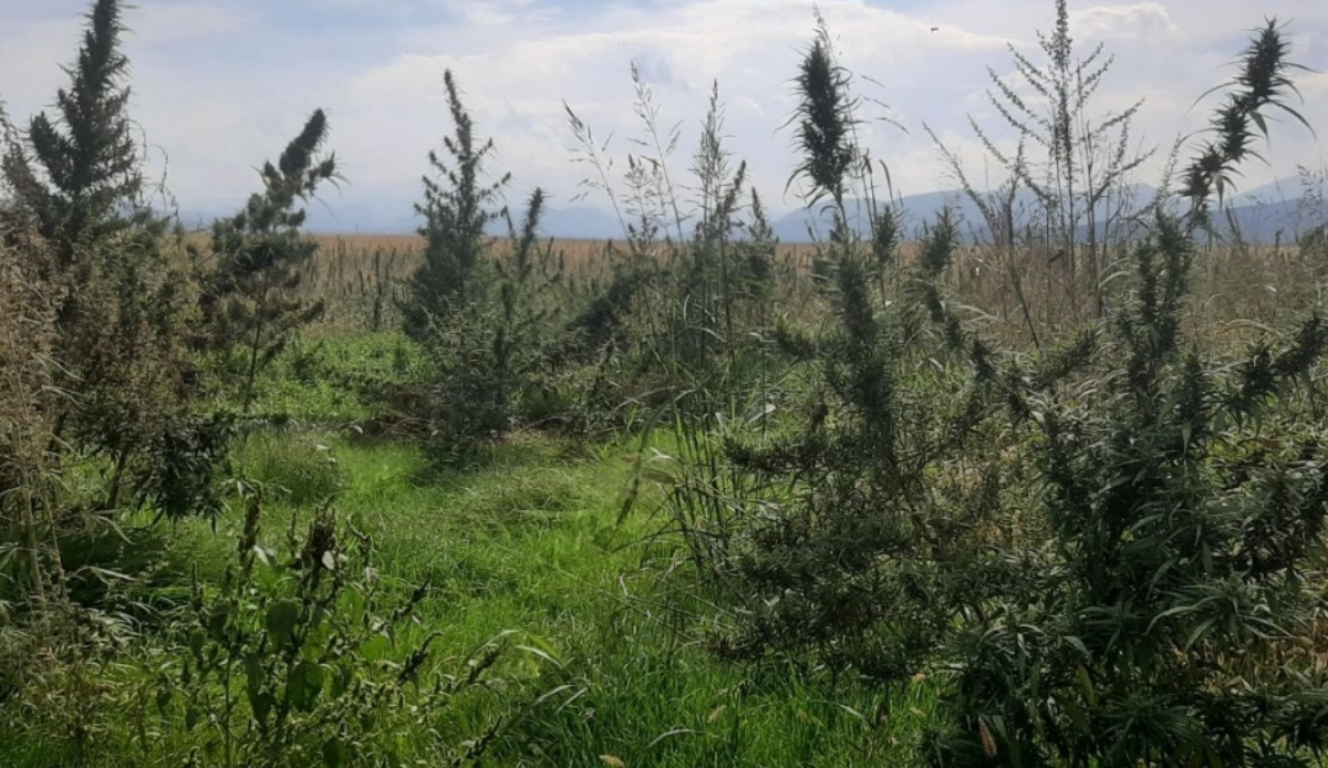 100 hectares of cannabis cultivated by Armenians in Karabakh region of Azerbaijan