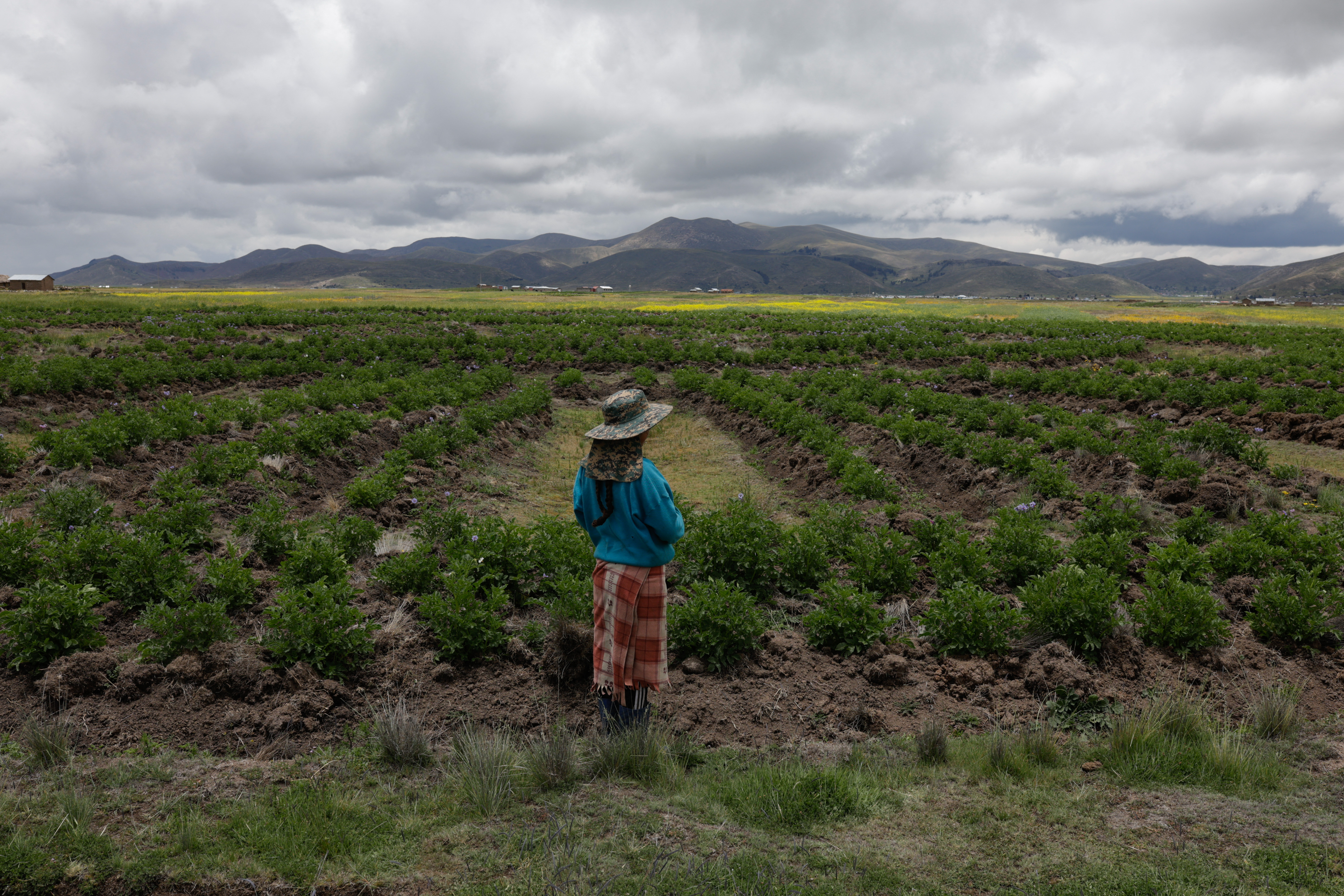 Andean farmers fight climate change using centuries-old techniques