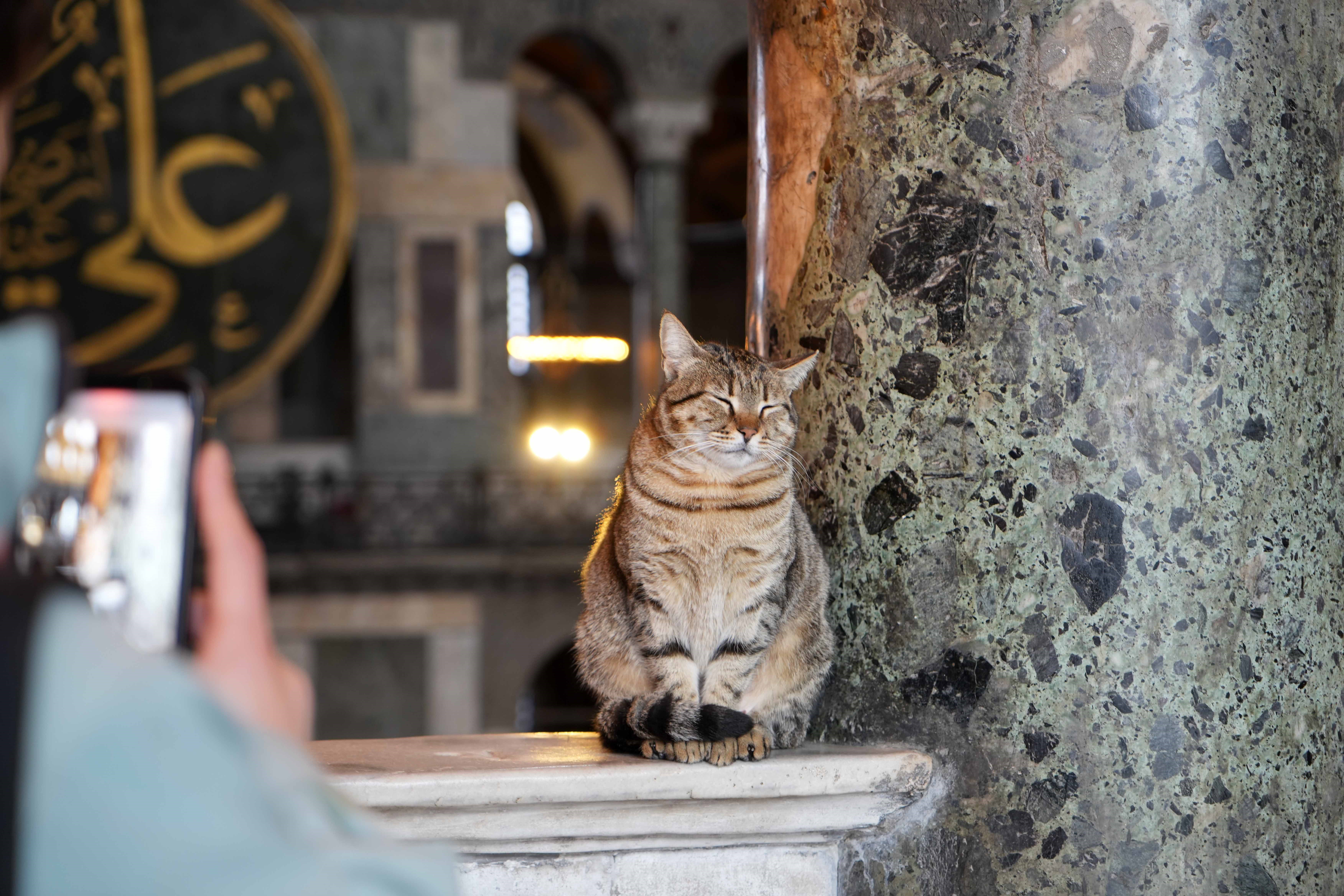 Hagia Sophia finds new 'Gli' in first cat to enter visitor's floor