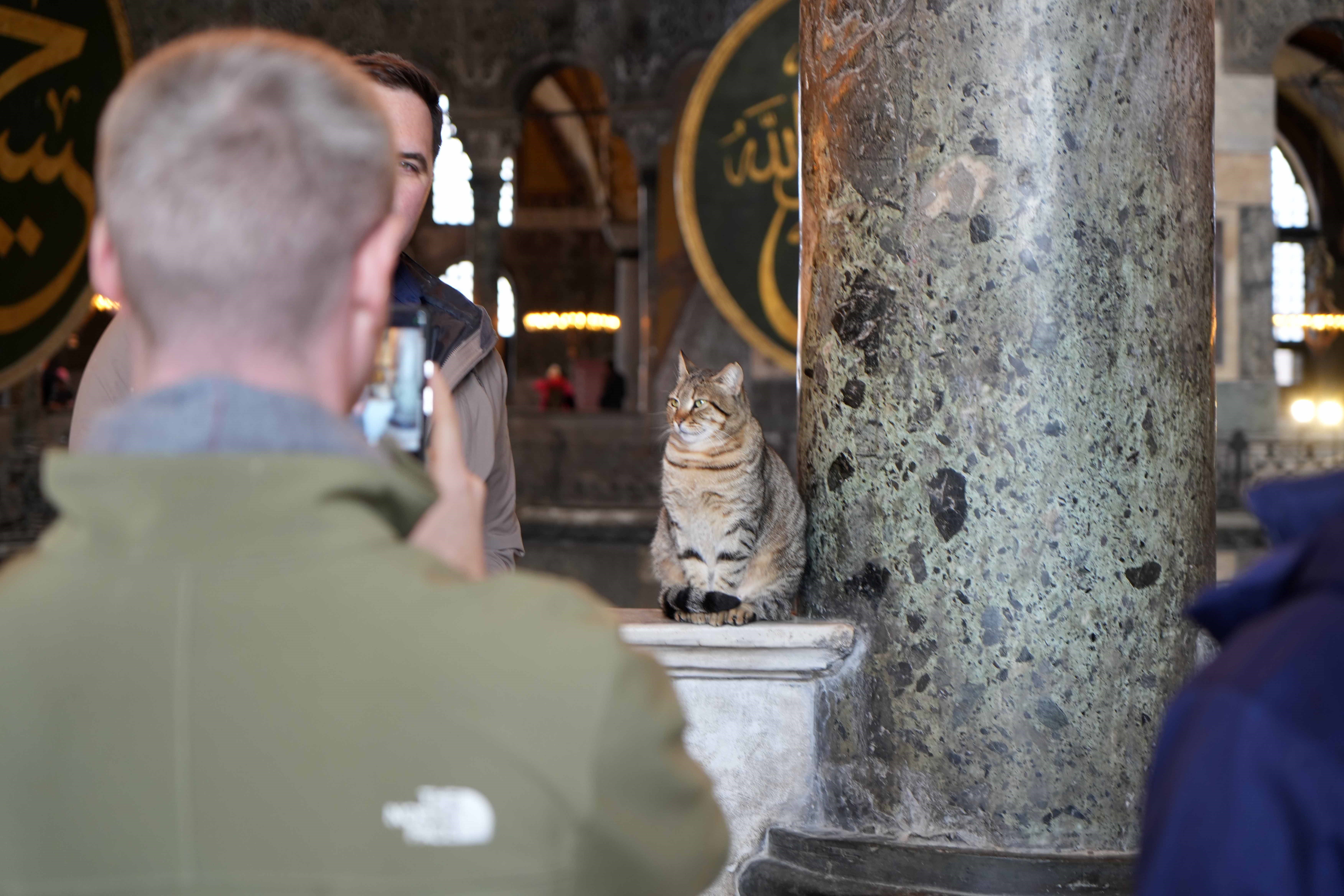 Hagia Sophia finds new 'Gli' in first cat to enter visitor's floor