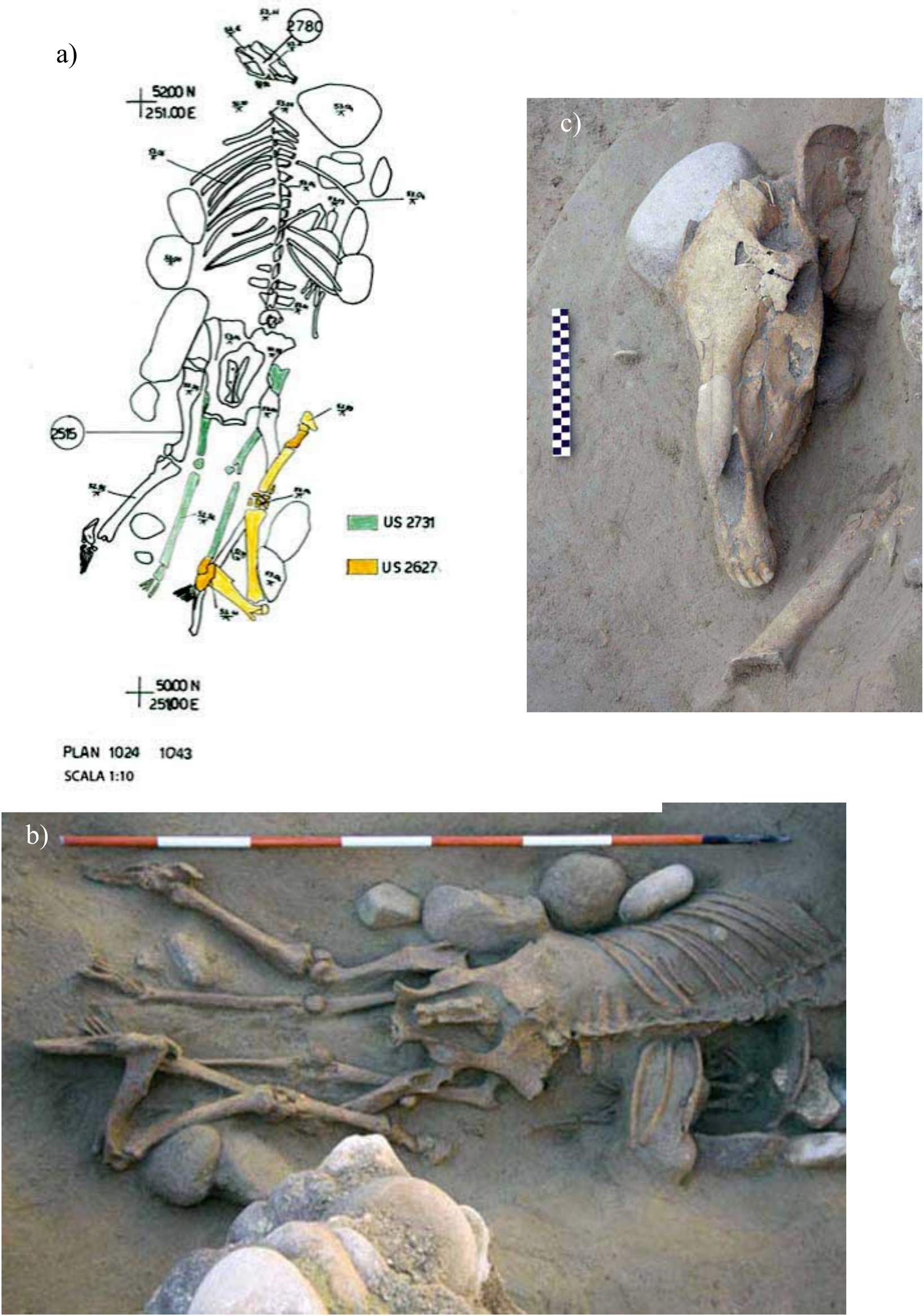 Co-burial in 2,000-year-old cemetery reveals roots of friendship with pets