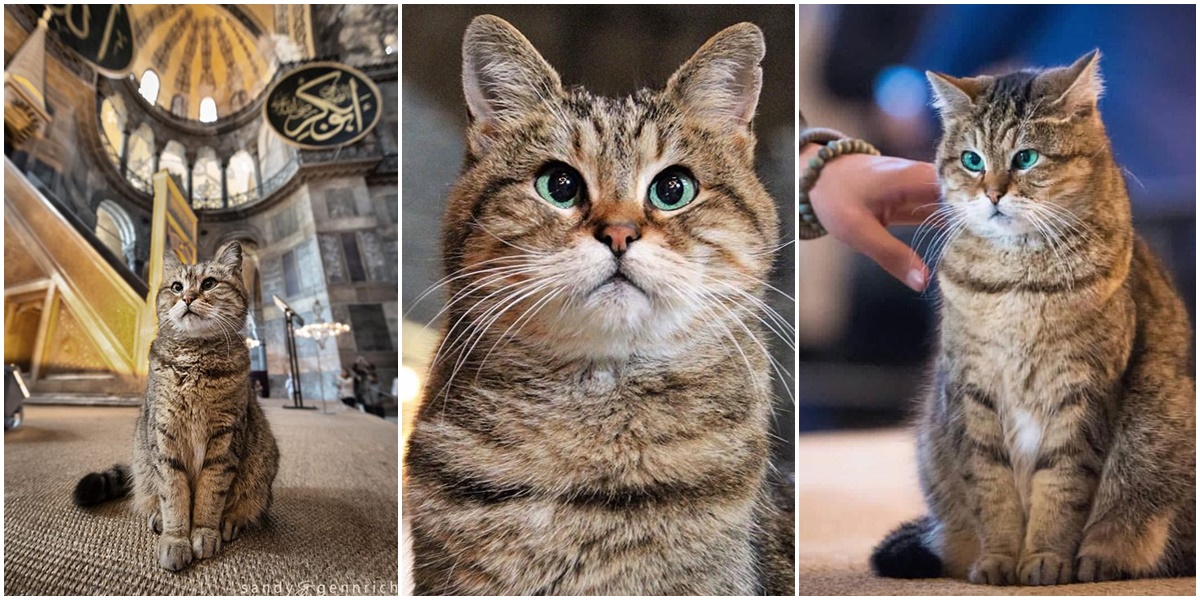 Hagia Sophia finds new 'Gli' in first cat to enter visitor's floor