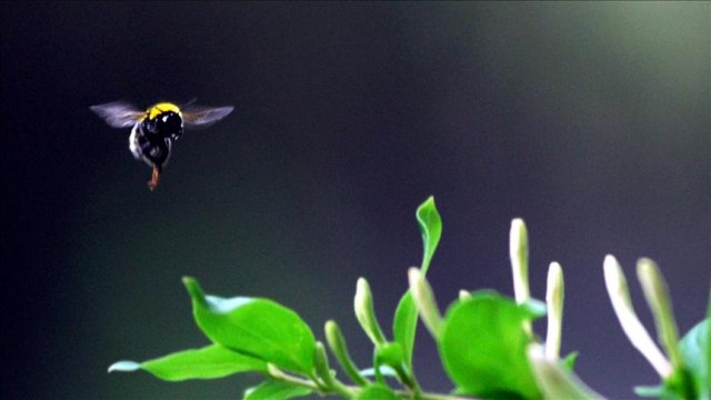 Bumblebees face threat of extinction from pesticide